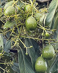 KALRO Promotes Avocado Farming