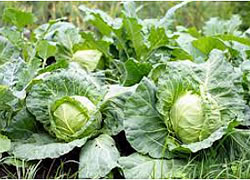 cabbage