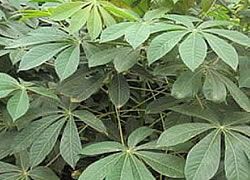 cassava