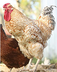 KALRO introduces new improved chicken breed