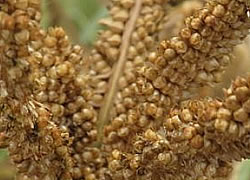 fingermillet