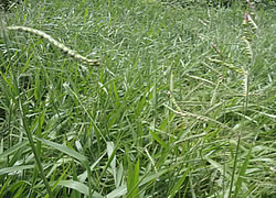 KALRO Wants Dairy Farmers to Plant Bracchiaria Grass – Kenya News Agency