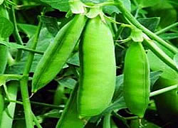 garden pea